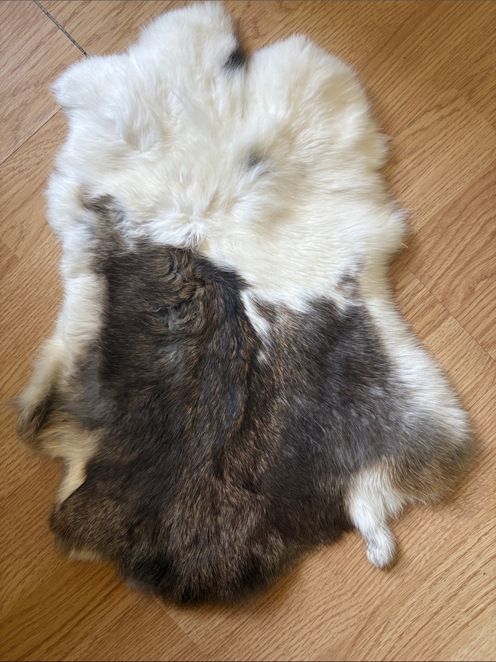 B0105 rabbit pelt - Cream & Dark Brown